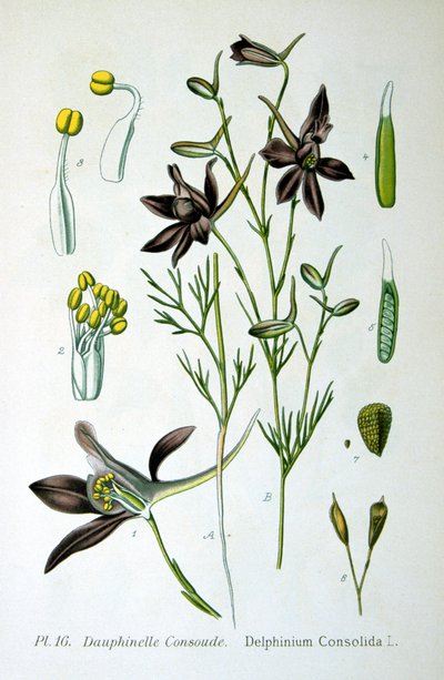 Lærkespore, 1893 af Unbekannt