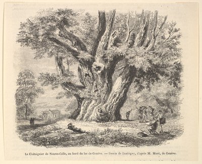 Kastanjetræet i Neuve-Celle, ved bredden af ​​Genèvesøen, efter Daubigny, 1835-78. af Unbekannt