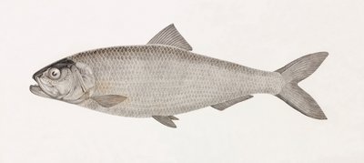 The Clupee of the Nilen af Unbekannt