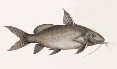 Le Pimelode Scheilan, tæt på af Unbekannt