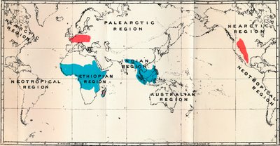 Lemuroidea - I. Kort, Viser fordelingen af levende blå og fossil rød, 1897 af Unbekannt
