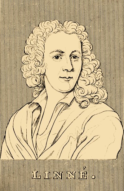 Linne, 1707-1778, 1830. af Unbekannt