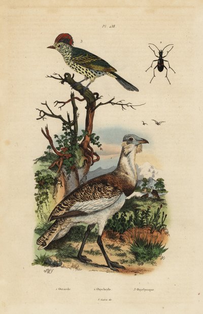 Lille brun bustard, Eupodotis humilis og skarpnæb, Oxyruncus cristatus af Unbekannt