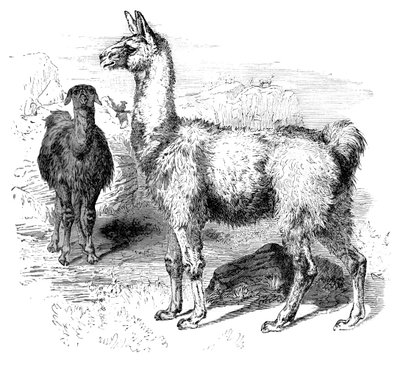Flammer, c1880 af Unbekannt