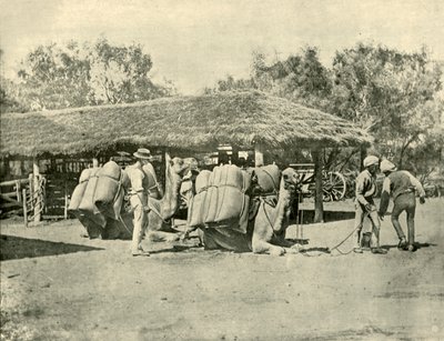Lader kameler, på en australsk station, 1901. af Unbekannt