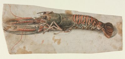 Hummer, 1600-tallet. af Unbekannt
