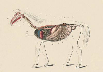 Hestens længdesnit, c1879. af Unbekannt