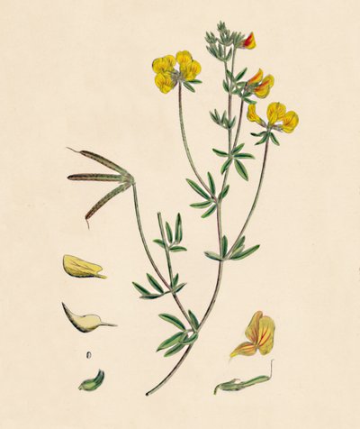 Lotus tenius. Slank Fuglefods Trefoil, 1800-tallet af Unbekannt