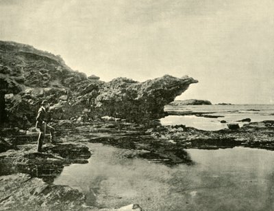 Lavvande, Shelly Beach, Warrnambool, 1901. af Unbekannt