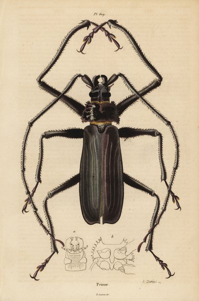 Macrotoma hayesii Beatle af Unbekannt