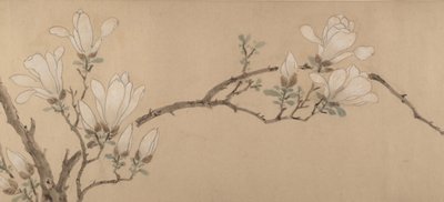 Magnolia, dateret 1549. af Unbekannt