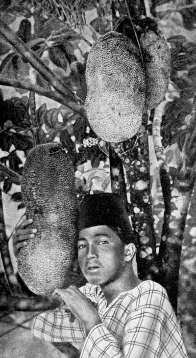 Malayisk samler jackfruit, 1922 af Unbekannt
