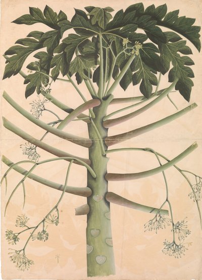 Han papaya træ, ca. 1790-1800. af Unbekannt