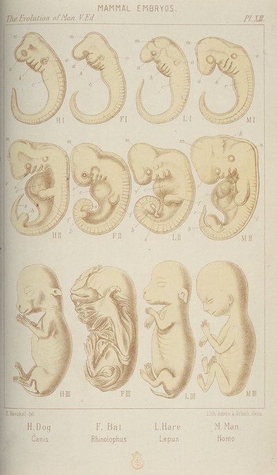 Pattedyrs embryoner, 1905 af Unbekannt