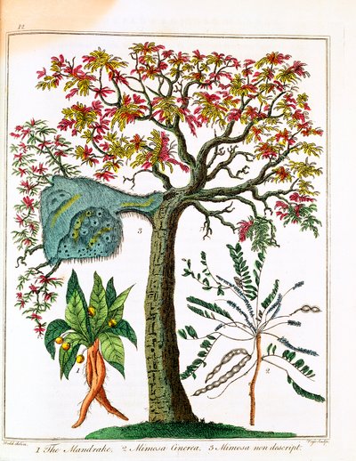 Mandrake, Sensitive Plant, and Acacia, c1795 af Unbekannt