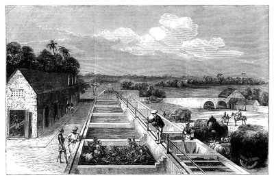 Fremstilling af indigo i Tirhoot Muzaffarpur, Nedre Bengal, 1869 af Unbekannt