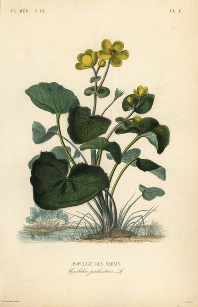 Marsh morgenfrue eller kongebæger, Caltha palustris, Populage des marais af Unbekannt