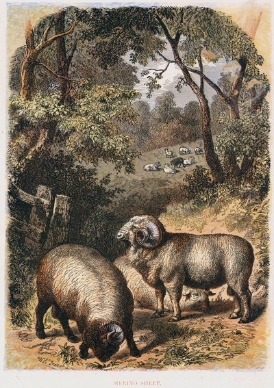Merino får, c1860 af Unbekannt