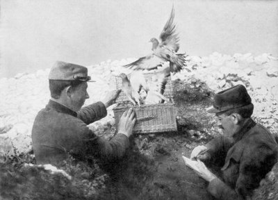 Sendebudsduer bliver sluppet fri ved frontlinjen, Første Verdenskrig, 1915 af Unbekannt