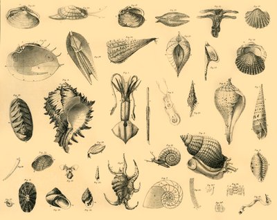 Mollusca, c1910. af Unbekannt