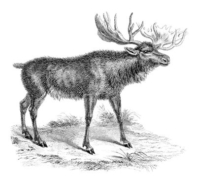 Elghjorte, 1800-tallet af Unbekannt