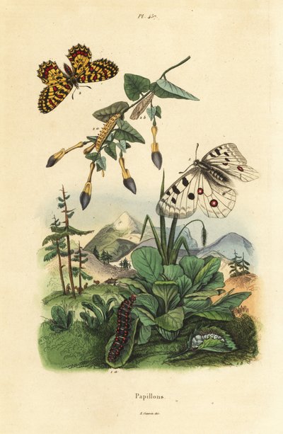 Bjerg Apollo sommerfugl, Parnassius apollo 1, og sydlig festoon, Zerynthia polyxena 2, larve og puppe af Unbekannt