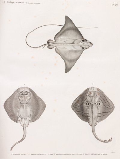 Mourine Vachette & Gestreifter Rochen von Unbekannt