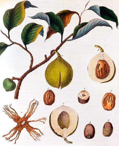 Myristica fragrans - muskatnød, c1798 af Unbekannt