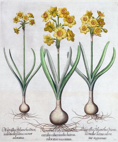 Narcissus, 1613 af Unbekannt
