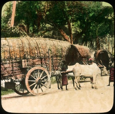 Indfødt oksevogn, Ceylon, slutningen af det 19. eller begyndelsen af det 20. århundrede af Unbekannt