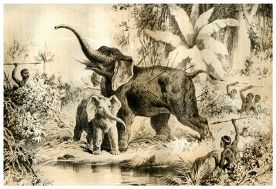 Indfødte, der spyr en elefant, 1883 af Unbekannt
