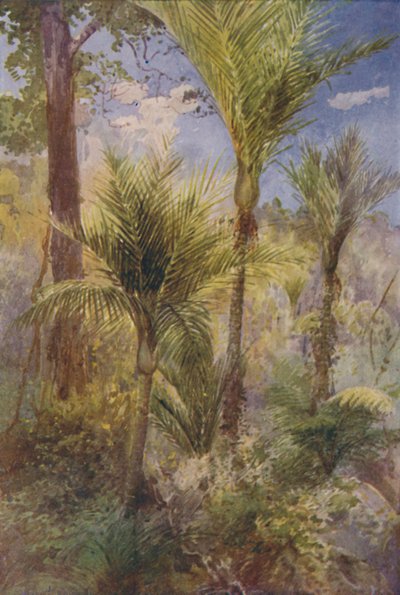 New Zealand Forest, 1924 af Unbekannt