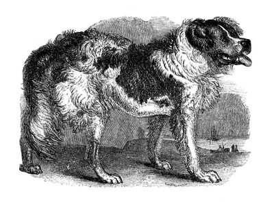 Newfoundlandshund, 1848 af Unbekannt