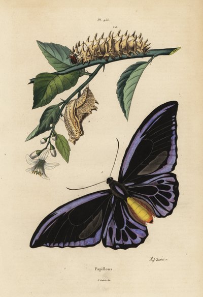Den nordlige fuglevinge, Ornithoptera Priamus Urvillianus 1, og krysaliden og larven af ​​den almindelige fuglevinge, Troides Helena af Unbekannt