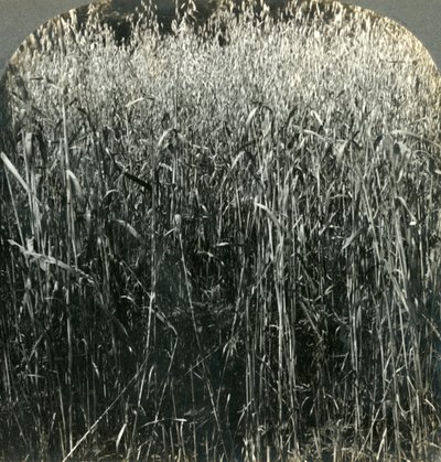 Oats Growing, Pennsylvania, U.S.A., 1903. af Unbekannt