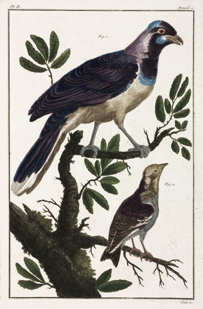 Tropiske fugle: Cayennejackdaw og Moluccan cotinda af Unbekannt