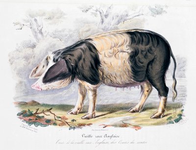 Gammel engelsk svinerace, 1842 af Unbekannt