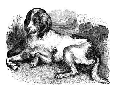 Gammel engelsk hund, 1848 af Unbekannt