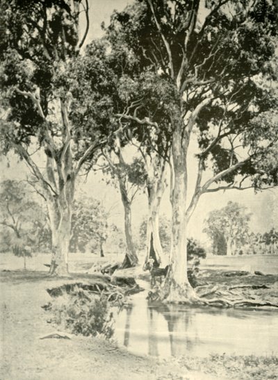 Old Gums, Mt. Crawford, South Australia, 1901. af Unbekannt