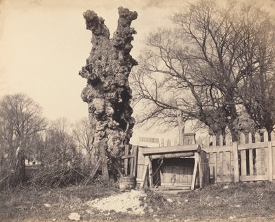 Gammelt træ nær Chatham, 1850