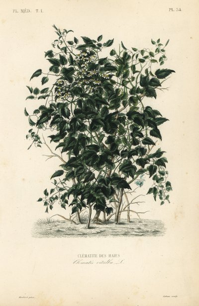 Gammel mands skæg og rejsendes glæde, Clematis vitalba, Clematis des haies af Unbekannt