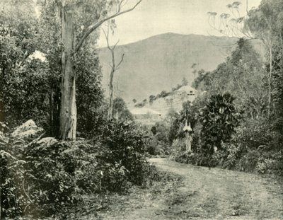 På Illawarra Road, N.S.W., 1901. af Unbekannt