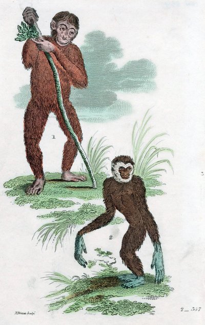 Debitorer og Gibbon, 1822 af Unbekannt