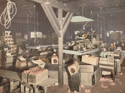 Orange Packing at Redlands, udgivet 1899. af Unbekannt