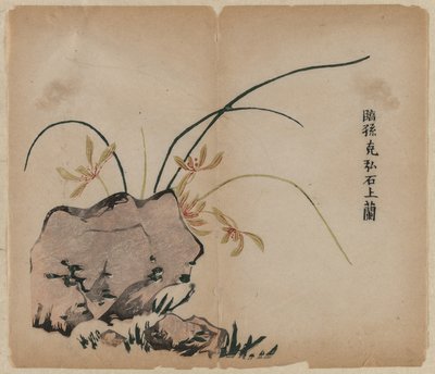 Orchid on Rocks, 1700-tallet. af Unbekannt