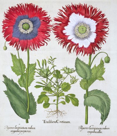 Ornamental valmuer, 1613 af Unbekannt