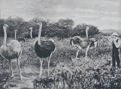 Strudse, 1924 af Unbekannt