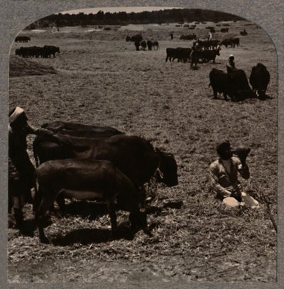 Okser træder majs, c1900 af Unbekannt