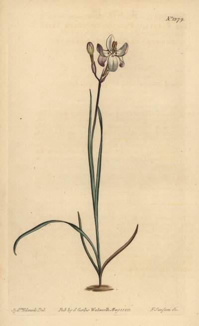 Malet blomstret ixia, Ixia fucata af Unbekannt