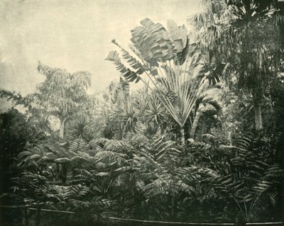 Palm and Fern Island, Botanic Gardens, Brisbane, 1901. af Unbekannt